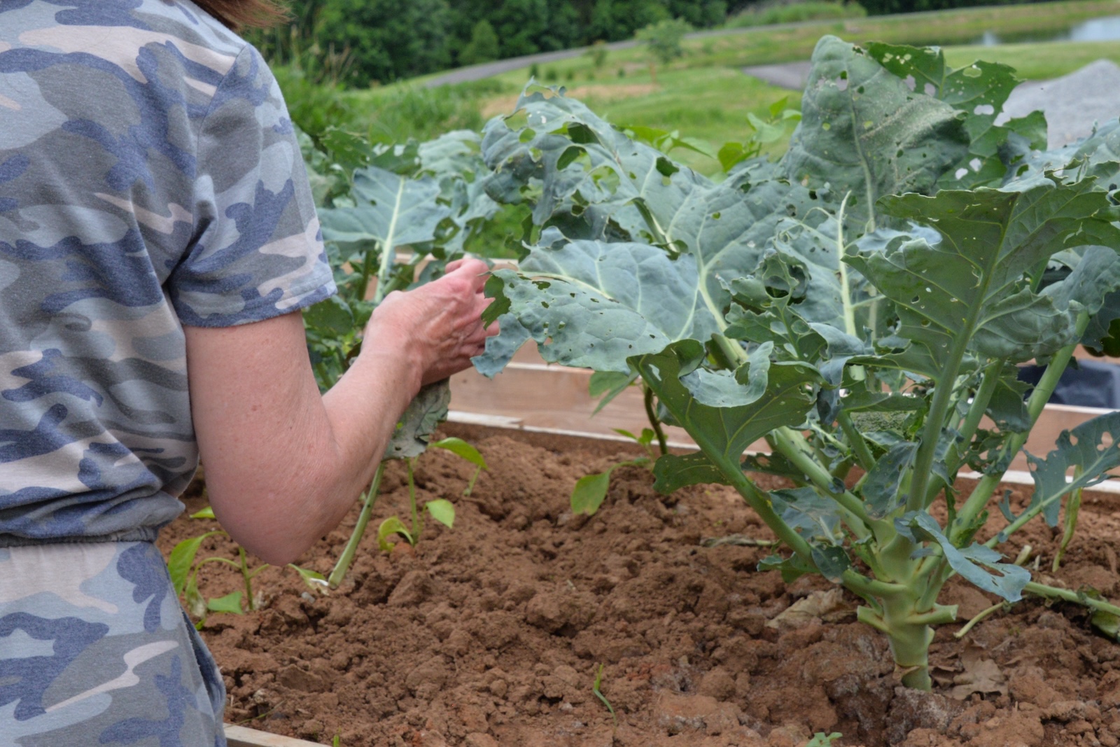 Raised bed allows you to work at a comfortable height.